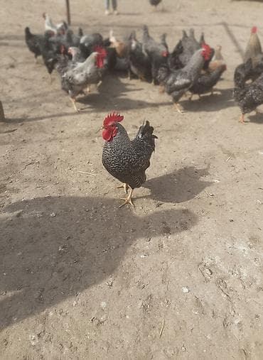 kənd colpasi: Toyuq, Damazlıq — 1