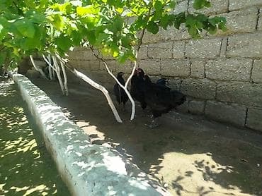 Toyuq, Australorp, Yumurtalıq, Ünvandan götürmə
