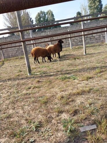 qoyunların qiyməti: Qoyunların üçüdə erkəydi ikisi 35 kilodan çox çəki verir biri isə 40 — 9