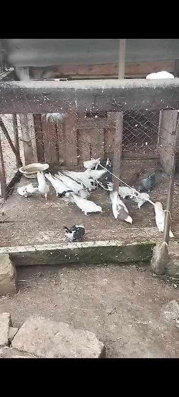 Pul lazm olduqu ucun tecili satlr) Təsvir: - Şəkillərdə iri volyerdə