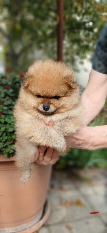 в добрые руки: Шпиц — 9