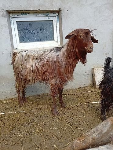mal qara qusar: Saqız/Angora tipli uzun tüklü erkək keçi - Növ: Yerli uzun tüklü — 3