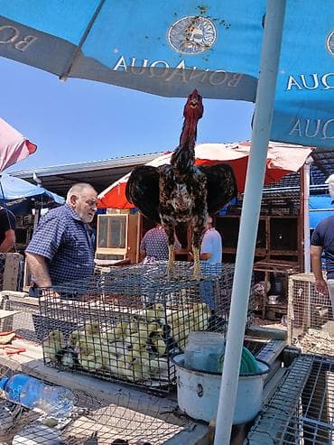 Kənd təsərrüfatı quşları: Satılır: Uzunboyun, güclü bədən quruluşlu döyüş tipli xoruz — 1