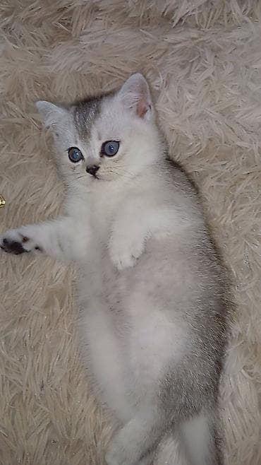 pişik şotlant: Skottiş tipli balaca pişik balaları 050 474 17 19 - Cins: qısa tüklü — 3