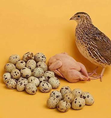 hinduşka yumurtasi: BILDIRCIN YUMURTASI.UNVAN BINE SAVXOZ — 3