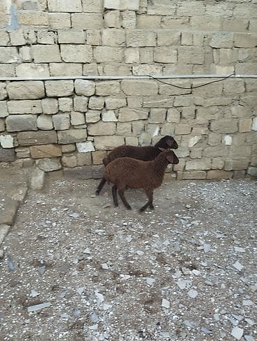 ev iti ucuz: Bir erkek bir dişi Qala quzusu cütü 550 manata tək satilmir .qiymət — 10
