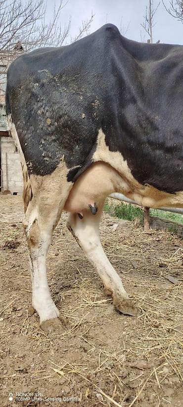 Pişiklər: Süd istiqamətli qara-ağ rəngli inək. Xüsusiyyətlər: - Yüksək süd — 4