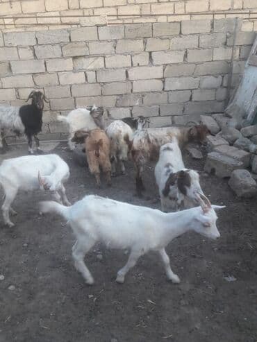 simmental inək cinsi: Dişi, il: 1, 15 kq, Damazlıq, Ünvandan götürmə — 2