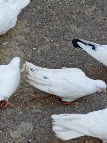 Quşlar: Goyercinler ciiii balalar.ucuwlarina oynagkarina cvbdehem nomrede — 6