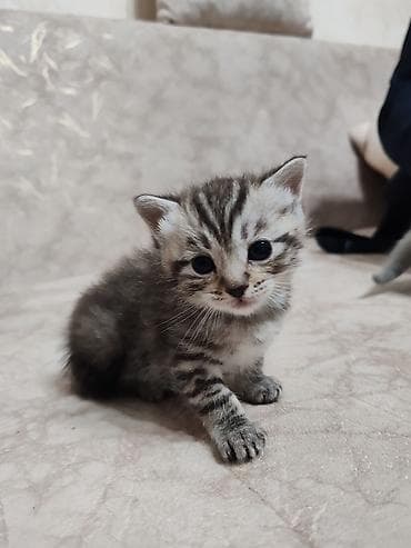 pişik lalafo: Şotland, Yaxşı əllərə — 5