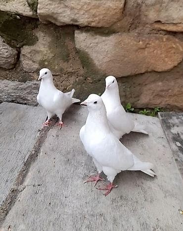 ev qusu: 2 erkey 1 maya 13 14 15 tuk aglar vidyo ucun vatsap ucan quwdardi — 1