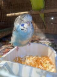 amerika devequsu haqqinda melumat: Bülbül (dalmatin naxışlı, mavi-ağ rəng çaları) – əhliləşdirilmiş — 1