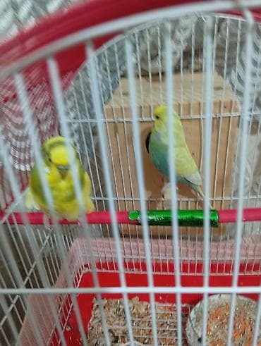 arı yuvası: Dalğalı tutuquşu cütü və qəfəs seti - Növ: dalğalı tutuquşu (cüt) - — 1