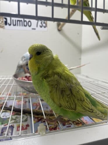 coban iti haqqinda melumat: Bülbül (dalmatin naxışlı, mavi-ağ rəng çaları) – əhliləşdirilmiş — 10