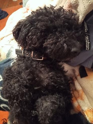 Pudel, 2 il, Dişi, Cütləşmə üçün