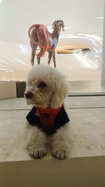 Pudel, 1 il, Erkek, Cütləşmə üçün, Pulsuz çatdırılma