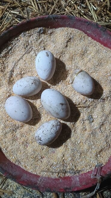 şam satışı: Qaz yumurtasi satisimiz başlayıb isdeyen zakazın verə bilər. bir ededi — 1