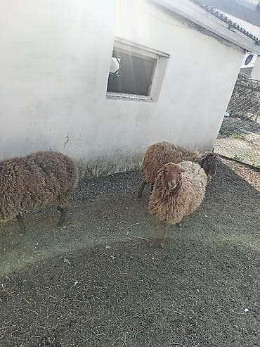 simental erkek dana: Dişi, Qala, il: 1, 50 kq, Damazlıq, Ünvandan götürmə — 4