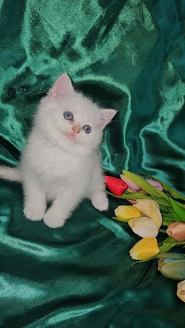 Ferrari: Шотландская, Самец, Самовывоз — 9