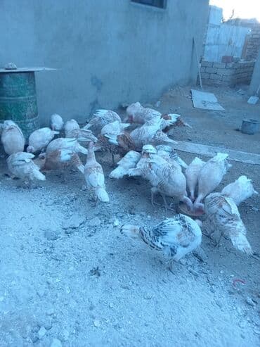 hələb keçisi haqqında məlumat: Öz həyətimdə saxladığım hinduşkalar ətlik və damazlikdir. 60.manatdan — 9