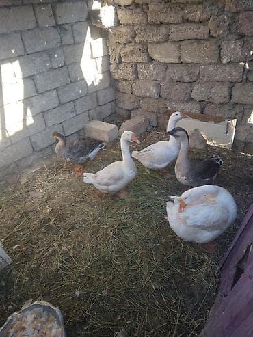 hind quslari: Satılır: ördək və qaz balaları boyuklerde var qaz bala 8 azn lal 4 azn — 4