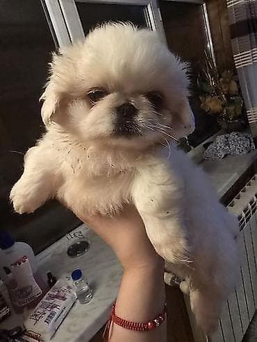 Pekines, Peyvəndli — 1