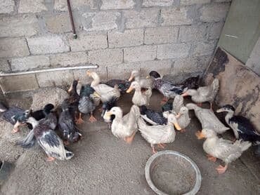 toyuq cuce satişi: Məhsul: ördək sürüsü 20eded di hamsını alana endirim olacaq tam sağlam — 2