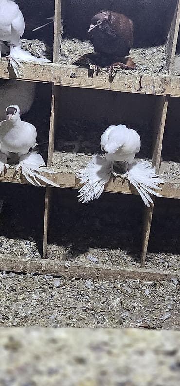 pişik şəkilləri: Məhsul: Nadir damazlıq bəzək göyərçinləri – ağ lələklər, qəhvəyi baş — 2
