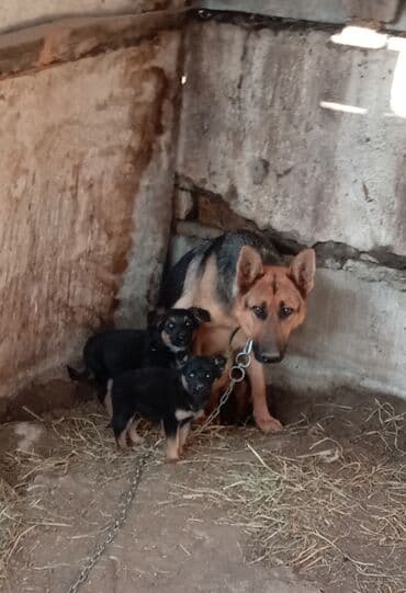 мальтипу купить в баку: Немецкая овчарка, 2 месяца, Самец, Самовывоз — 1