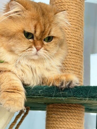 zvanok balalari: Britan, Erkək, Cütləşmə üçün — 2