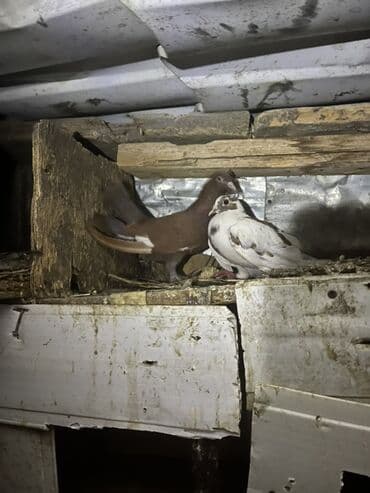 hazır yuva: Məhsul: Ev göyərçinləri – cüt Təsvir: - Şəkillərdəki quşlar evdə — 1