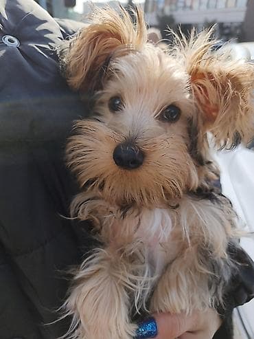 qoyun iti: Yorkşir teryer, Peyvəndli — 4