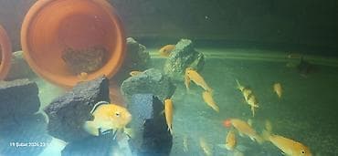 Pişiklər: Cixlid balığı, Yırtıcı, Pulsuz çatdırılma — 1