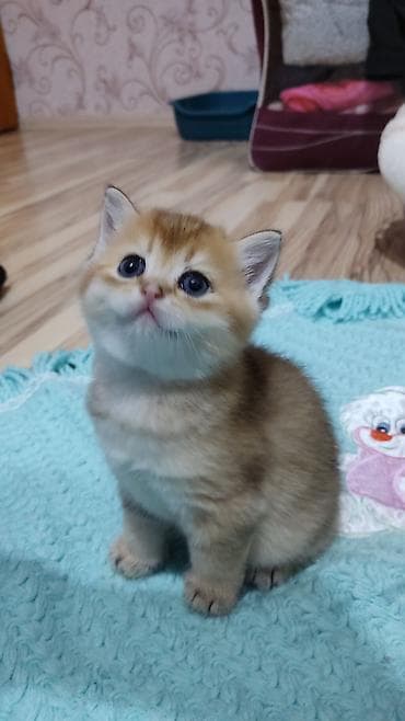 keci seki: Qızıl şinşilla, Erkək, Yaxşı əllərə, Ünvandan götürmə — 1