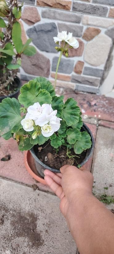 geran gulu haqqinda: Pelargonium (qərənfilgülü) kolleksiyası – müxtəlif sortlar - Çiçək — 3