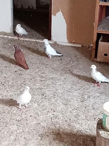 qumru quşu rusca: UÇan qusdardi — 8