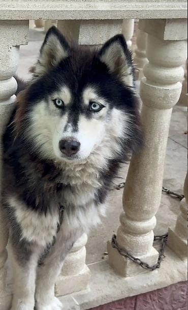 Xaski, 2 il, Dişi, Peyvəndli, Pulsuz çatdırılma