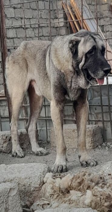 шпиц цена в баку: Кангал — 6