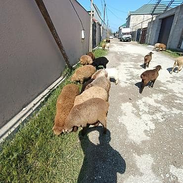 zaqatala heyvan satisi: Salam aleyküm ünvan binə atclk qiymet 215 manatdan 260 manata kimi — 1