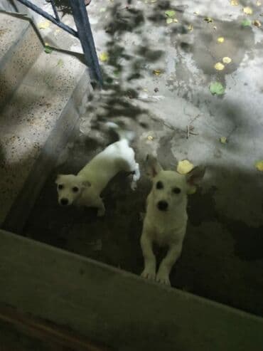 baskervillerin iti: Ağ rəngli iki balaca it – qısa tüklü, dik qulaqlı, zərif bədən — 2