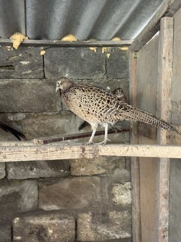 tutulma qus: Damazliq Disi qirqovullar — 4