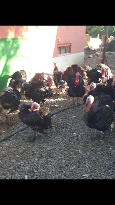 tap.az inekler: Erkək, Amerika, Ətlik, Ünvandan götürmə — 2