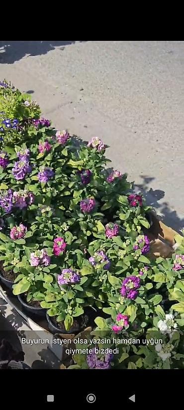 esger sekilleri: Rəngarəng bəzək gülləri və dekorativ bitkilər – saksıda - Çeşidlər — 6