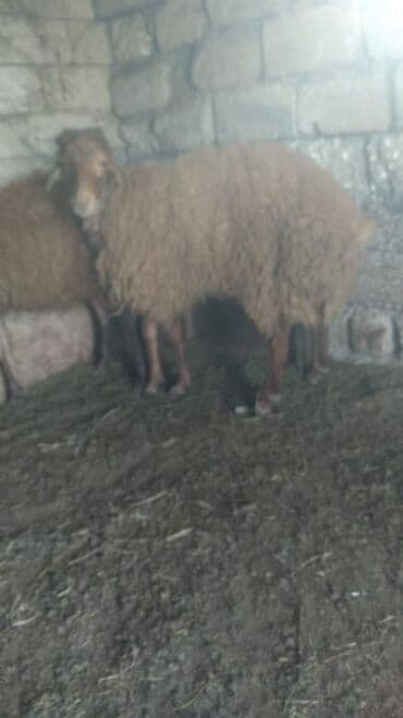 qala sortu: Quzu, Erkək, Qala, ay: 8, 58 kq, Ətlik — 1