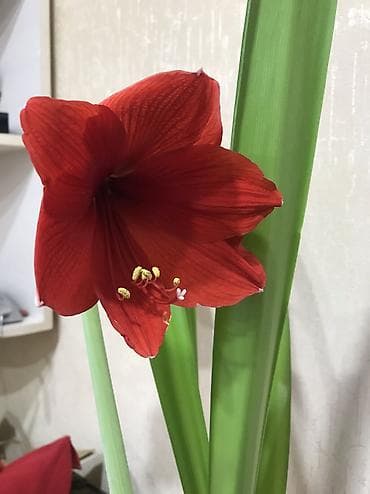 agac sekilleri: Qırmızı çiçək qönçəli otaq bitkisi – saxsı qabda - Növ: Soğanaqlı — 4