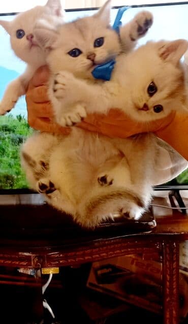 ev pisikleri satisi: Britan, Erkək, Dişi, Yaxşı əllərə, Ünvandan götürmə — 5