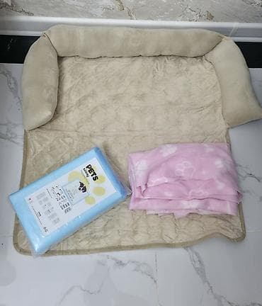 Птицы: Maltipu satılır 🐶 2 aylıq baladır.İt dişidir. baby face Peyvəndi var — 5