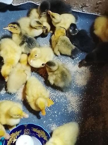 ördək: Ördək balaları Pekin - Növ: ev ördəyi balaları (sarı və qarayalı — 2