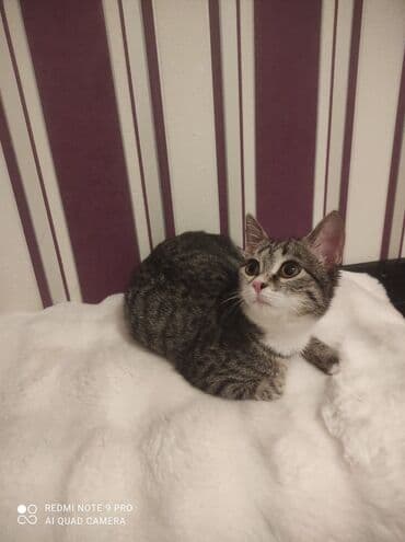 русская голубая кошка цена: Табби, В добрые руки — 10