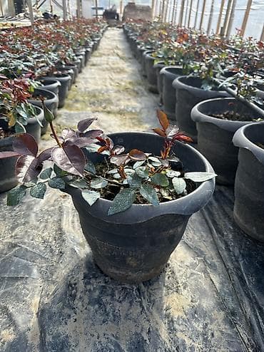 Саженцы деревьев: Dibçəkdə qızılgüllər satılır. Böyük dibçək 4 azn orta 3 azn kiçik — 1